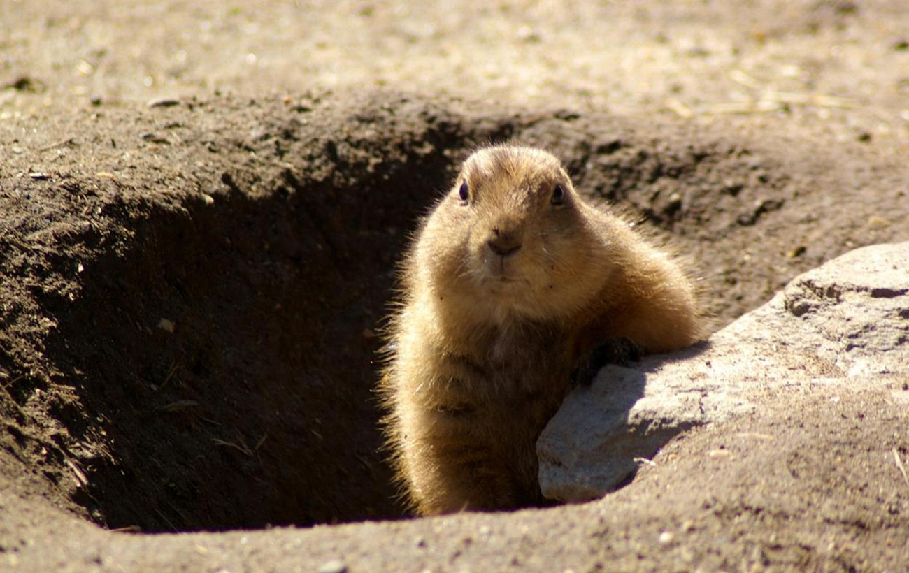 День бабака. Як з'явилося свято та чи збуваються прогнози українських &quot;синоптиків&quot;